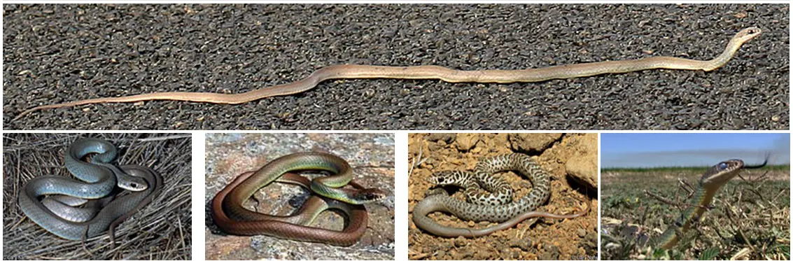 que faire si on rencontre un serpent