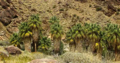 Andreas Canyon : une superbe randonnée à côté de Palm Springs Andreas Canyon : une superbe randonnée à côté de Palm Springs