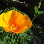 California Poppy