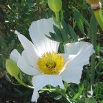 Matilija Poppy