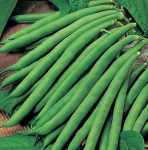 haricots-verts-french-beans