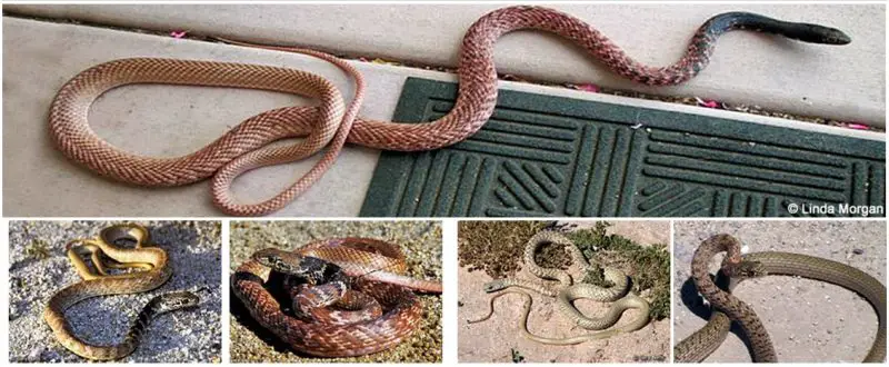 Coachwhip-Racer