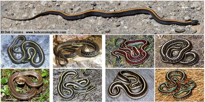 Gartersnakes