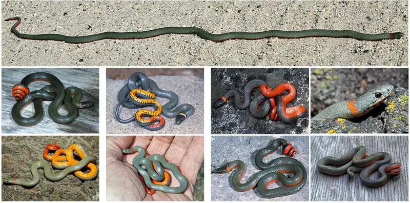 Ring-necked-Snakes