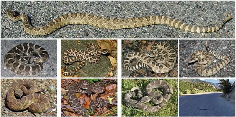 Western-Rattlesnakes