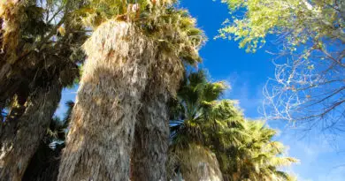 {Joshua Tree} Cottonwood Spring Oasis {Joshua Tree} Cottonwood Spring Oasis