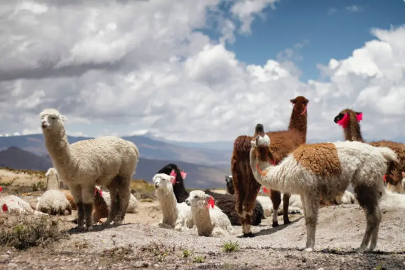 voyage amerique du sud enfants